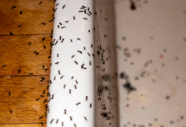 Best Pest Removal Services  in Jerome, ID