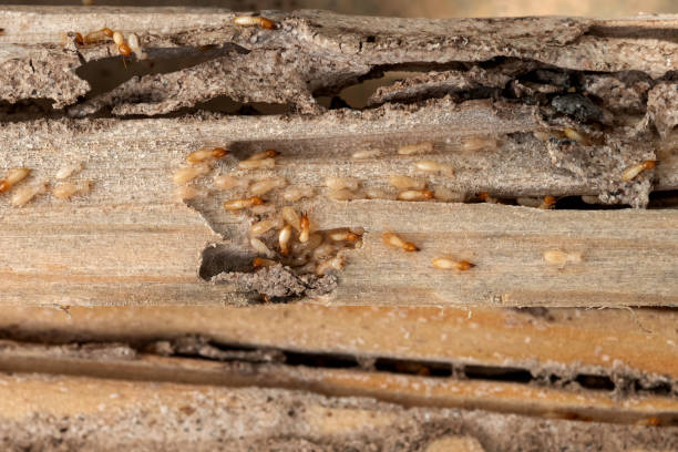 Best Termite Control Services  in Jerome, ID